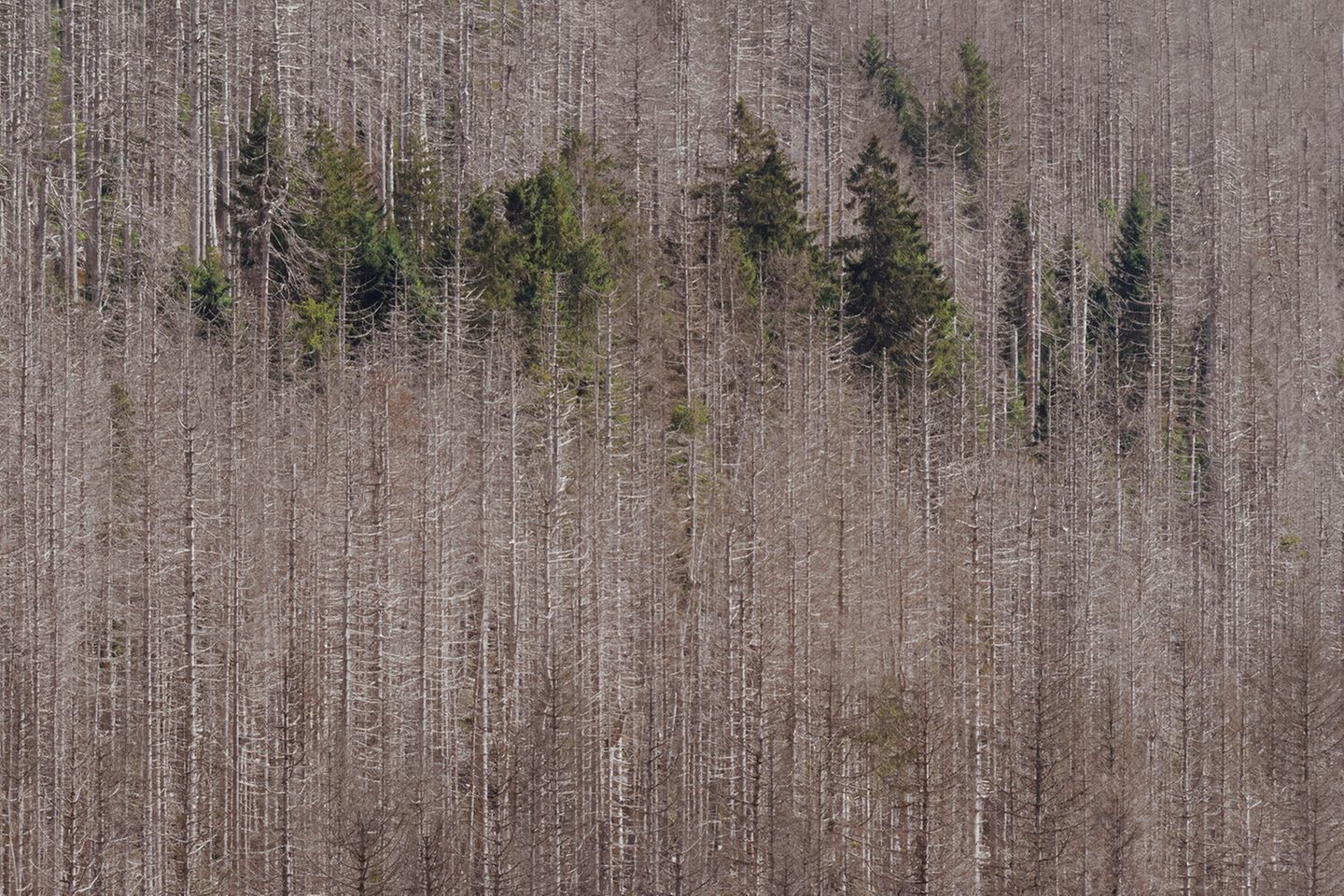 Insel im toten Forst Flächen nach früherem Schneebruch oder kleinere Rodungen aus der Zeit vor der Wende boten Platz für nachwachsende Bäume. Diese jüngeren Bäume können dem Borkenkäfer widerstehen und erscheinen jetzt wie grüne Inseln im weiten Meer der vertrockneten Fichten. Diese werden im Nationalpark, außer zur Wegesicherung, nicht gefällt