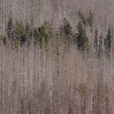 Flächen nach früherem Schneebruch oder kleinere Rodungen aus der Zeit vor der Wende boten Platz für nachwachsende Bäume. Diese jüngeren Bäume können dem Borkenkäfer widerstehen und erscheinen jetzt wie grüne Inseln im weiten Meer der vertrockneten Fichten. Diese werden im Nationalpark, außer zur Wegesicherung, nicht gefällt