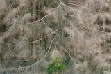 Unter alten, vertrockneten Nadelbäumen wächst junges Grün nach, wenn genug Licht da ist: kleine Zeichen einer großen Hoffnung für einen neuen Wald im Harz