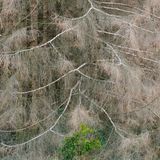 Unter alten, vertrockneten Nadelbäumen wächst junges Grün nach, wenn genug Licht da ist: kleine Zeichen einer großen Hoffnung für einen neuen Wald im Harz