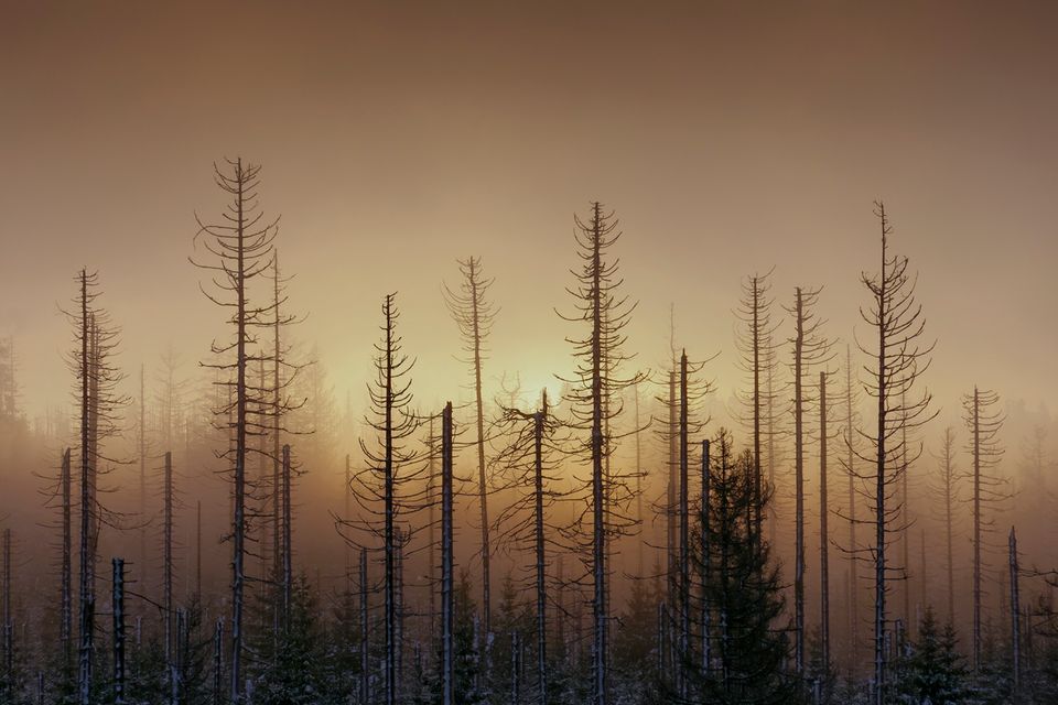 "Der Morgen war grau, die Wolken hingen tief und Nebel zog mal nach Norden, mal nach Osten. Ständig änderte sich so der Blick auf die Landschaft", beschreibt Fotograf Bertram Kösler die Entstehung dieses Fotos. "An diesem Morgen lichteten sich die Wolken und der Nebel für einen kurzen Moment, so dass die aufgehende Sonne ihren Weg in die Landschaft fand"  1.3333