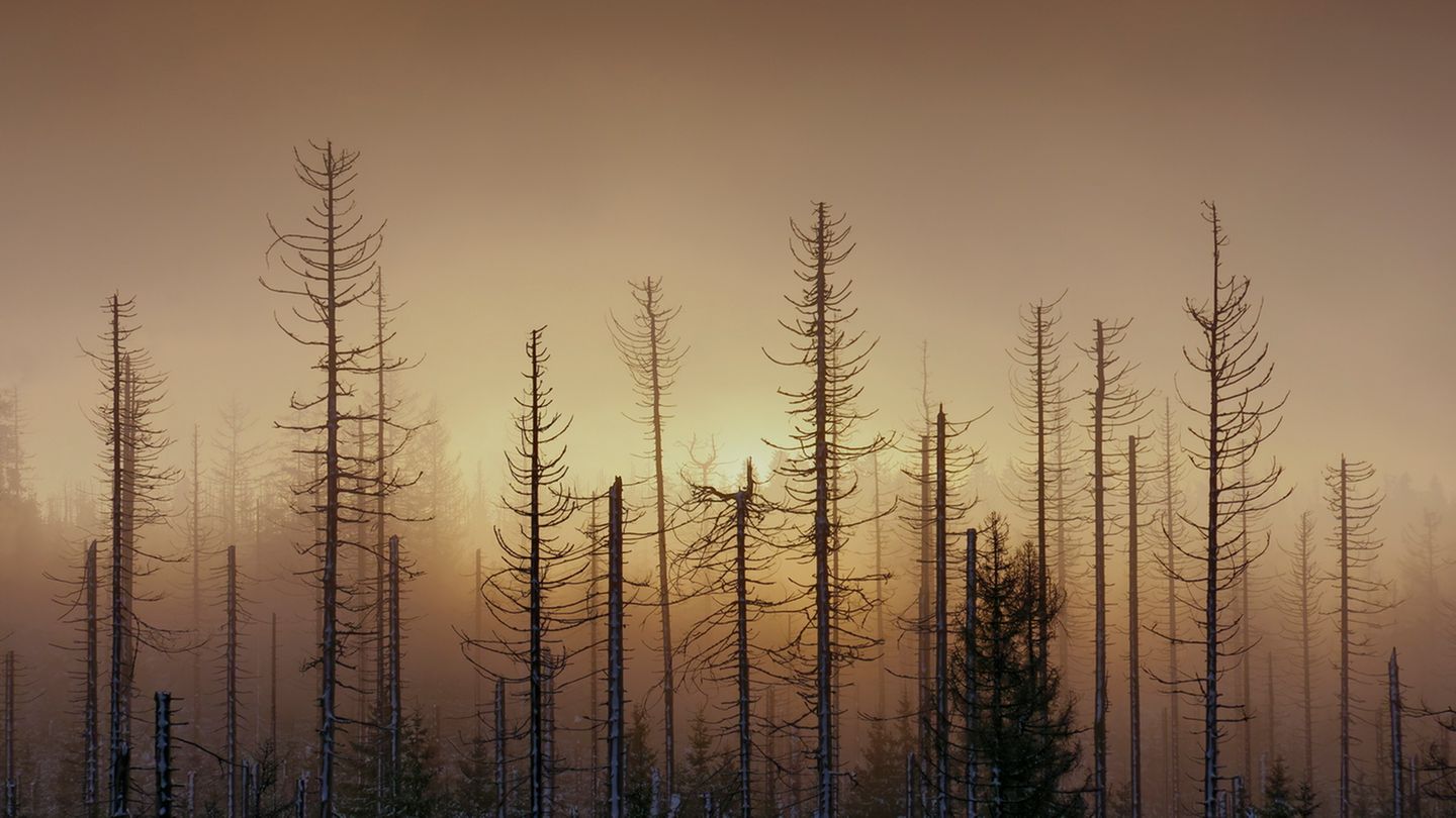 "Der Morgen war grau, die Wolken hingen tief und Nebel zog mal nach Norden, mal nach Osten. Ständig änderte sich so der Blick auf die Landschaft", beschreibt Fotograf Bertram Kösler die Entstehung dieses Fotos. "An diesem Morgen lichteten sich die Wolken und der Nebel für einen kurzen Moment, so dass die aufgehende Sonne ihren Weg in die Landschaft fand"