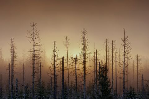 "Der Morgen war grau, die Wolken hingen tief und Nebel zog mal nach Norden, mal nach Osten. Ständig änderte sich so der Blick auf die Landschaft", beschreibt Fotograf Bertram Kösler die Entstehung dieses Fotos. "An diesem Morgen lichteten sich die Wolken und der Nebel für einen kurzen Moment, so dass die aufgehende Sonne ihren Weg in die Landschaft fand"