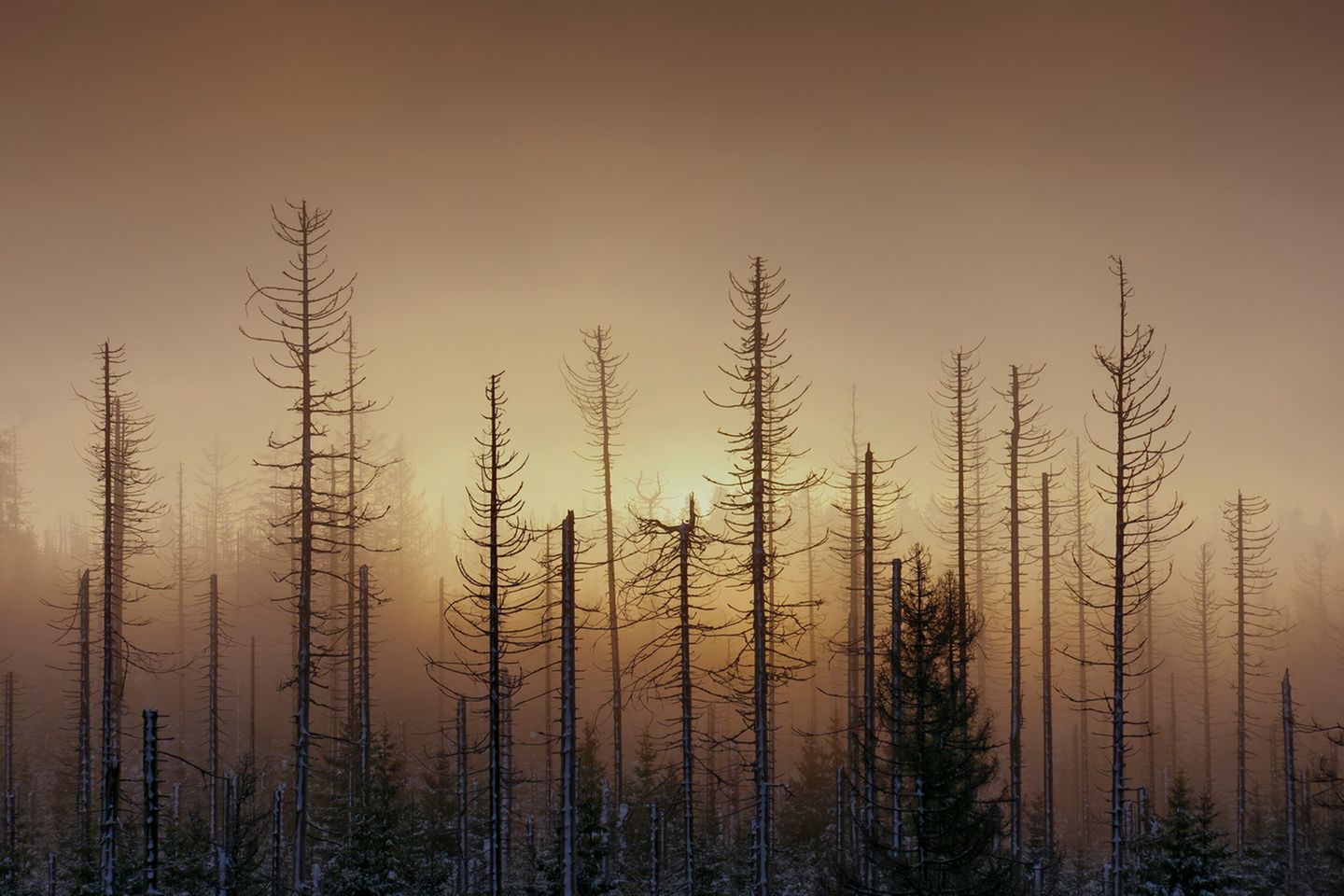 Kahle Fichten im Nebel "Der Morgen war grau, die Wolken hingen tief und Nebel zog mal nach Norden, mal nach Osten. Ständig änderte sich so der Blick auf die Landschaft", beschreibt Fotograf Bertram Kösler die Entstehung dieses Fotos. "An diesem Morgen lichteten sich die Wolken und der Nebel für einen kurzen Moment, so dass die aufgehende Sonne ihren Weg in die Landschaft fand"