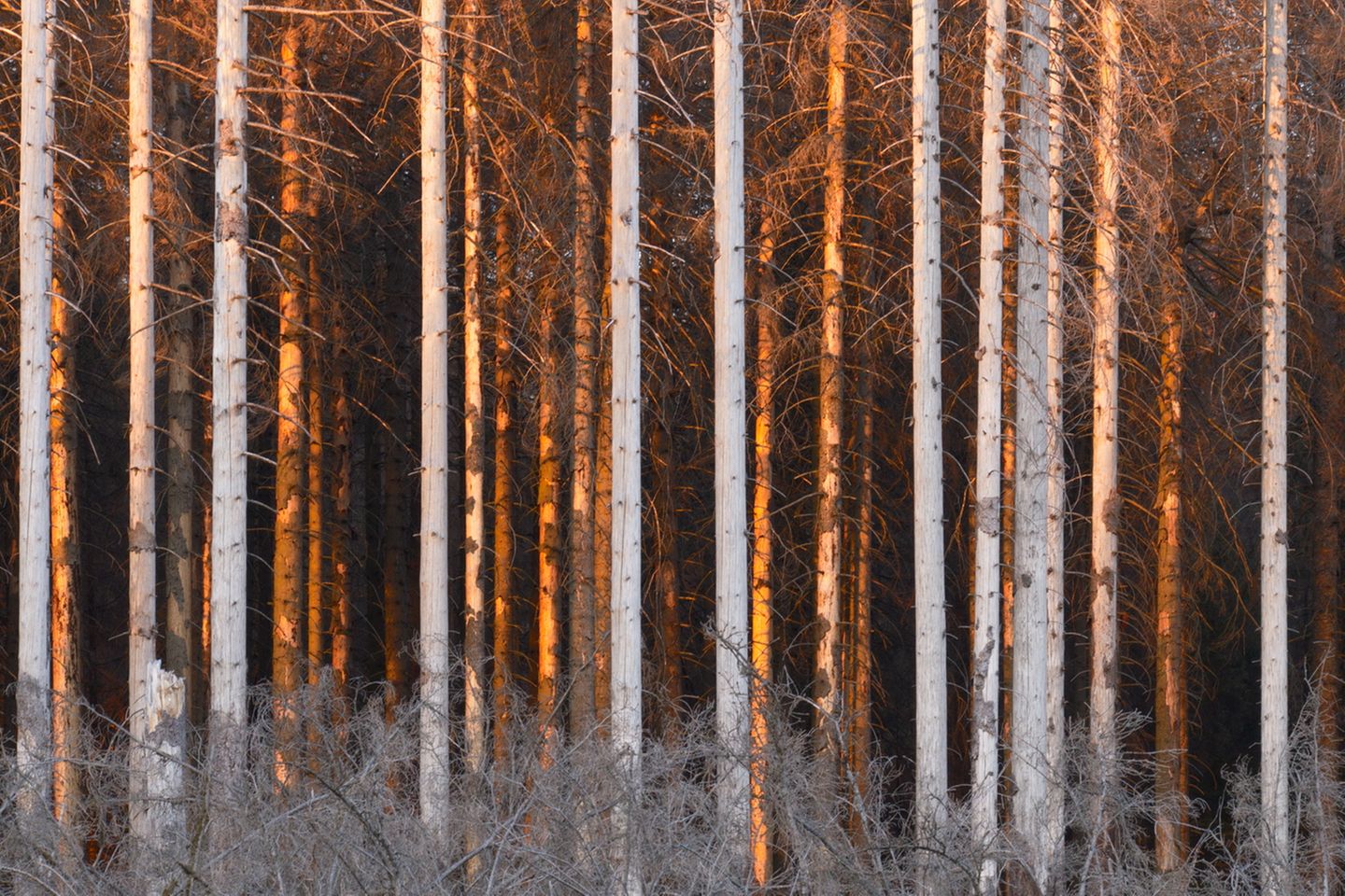 Tote Fichten im Abendlicht Trockenheit und Borkenkäferbefall begleiten den Harz mit immer wiederkehrenden Schädigungen schon seit Jahrhunderten. Erste Erwähnungen gehen bis ins 15. Jahrhundert zurück. Jetzt kommt noch die globale Klimakatastrophe hinzu. An den westlichen Rändern des Harzer Forstes zeigen sich diese Schädigungen in Form von fehlender Rinde – im Licht des Sonnenuntergangs auf orangefarbenen Fichtenstämmen