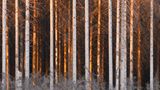 Trockenheit und Borkenkäferbefall begleiten den Harz mit immer wiederkehrenden Schädigungen schon seit Jahrhunderten. Erste Erwähnungen gehen bis ins 15. Jahrhundert zurück. Jetzt kommt noch die globale Klimakatastrophe hinzu. An den westlichen Rändern des Harzer Forstes zeigen sich diese Schädigungen in Form von fehlender Rinde – im Licht des Sonnenuntergangs auf orangefarbenen Fichtenstämmen