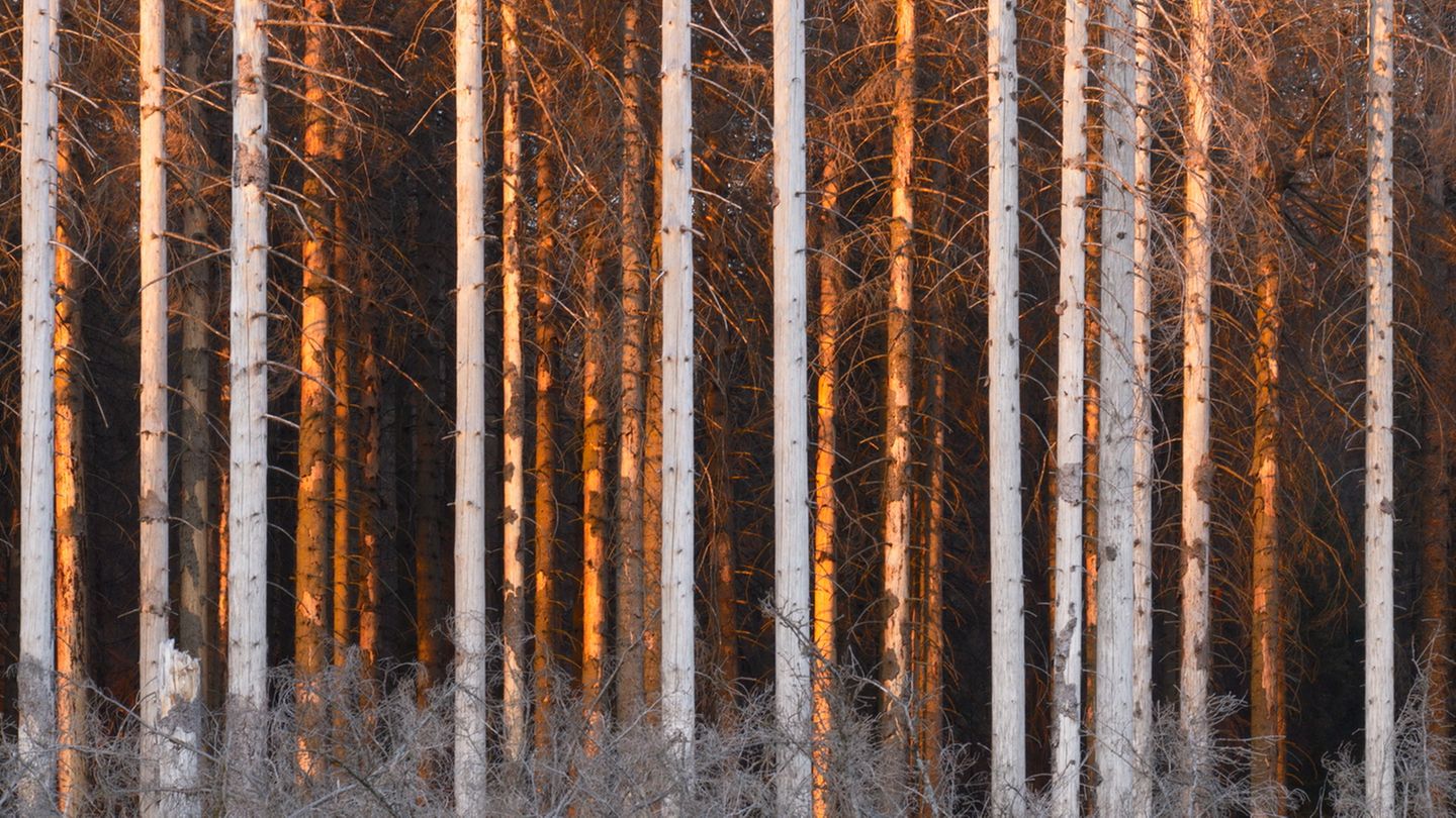 Trockenheit und Borkenkäferbefall begleiten den Harz mit immer wiederkehrenden Schädigungen schon seit Jahrhunderten. Erste Erwähnungen gehen bis ins 15. Jahrhundert zurück. Jetzt kommt noch die globale Klimakatastrophe hinzu. An den westlichen Rändern des Harzer Forstes zeigen sich diese Schädigungen in Form von fehlender Rinde – im Licht des Sonnenuntergangs auf orangefarbenen Fichtenstämmen