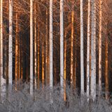 Trockenheit und Borkenkäferbefall begleiten den Harz mit immer wiederkehrenden Schädigungen schon seit Jahrhunderten. Erste Erwähnungen gehen bis ins 15. Jahrhundert zurück. Jetzt kommt noch die globale Klimakatastrophe hinzu. An den westlichen Rändern des Harzer Forstes zeigen sich diese Schädigungen in Form von fehlender Rinde – im Licht des Sonnenuntergangs auf orangefarbenen Fichtenstämmen