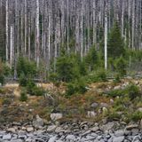 Unzählige Fichten sind vertrocknet, stehen als Gerippe gedrängt nebeneinander. Aber was zählt, das sind die Nadelbäume, meist junge Fichten in unterschiedlichen Altersklassen, die mit ihrem frischen Grün Hoffnung erzeugen