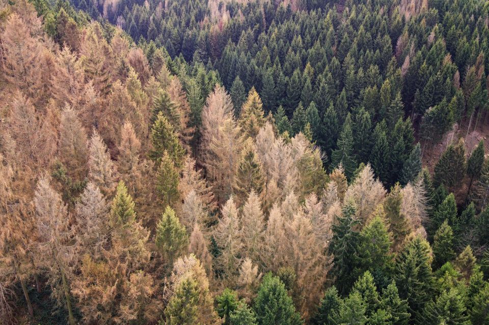 Waldsterben in Deutschland - hier im Harz