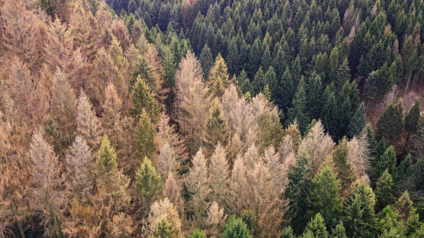 Waldsterben in Deutschland - hier im Harz