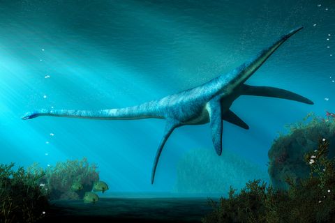 Nessie oder das Monster von Loch Ness wird beschrieben wie ein Plesiosaurier