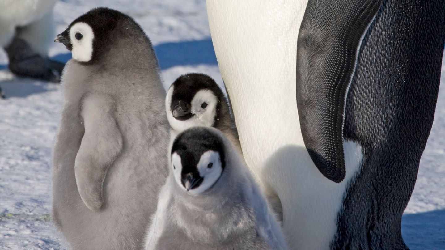 Kaiserpinguine leiden einer Analyse zufolge massiv unter dem Verschwinden von Meereis in der Antarktis