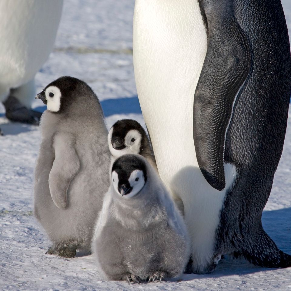 Kaiserpinguine leiden einer Analyse zufolge massiv unter dem Verschwinden von Meereis in der Antarktis