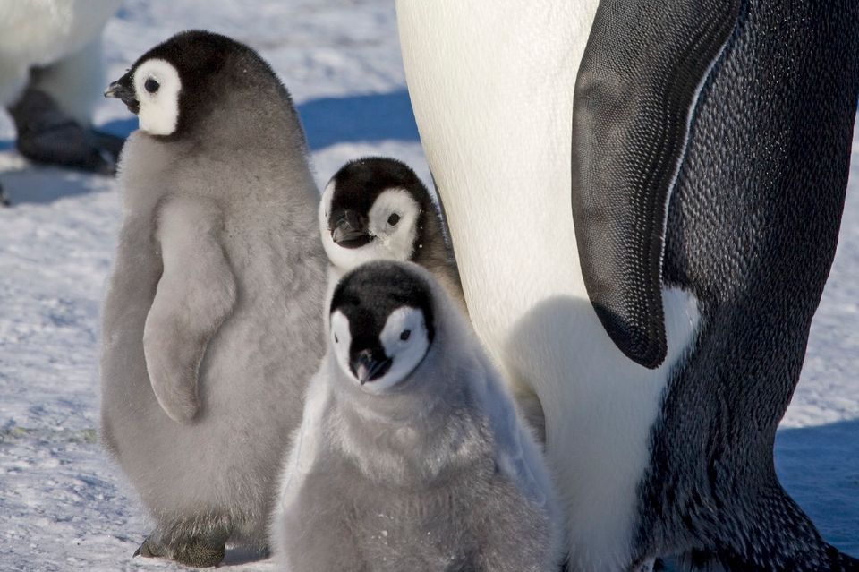 Kaiserpinguine leiden einer Analyse zufolge massiv unter dem Verschwinden von Meereis in der Antarktis