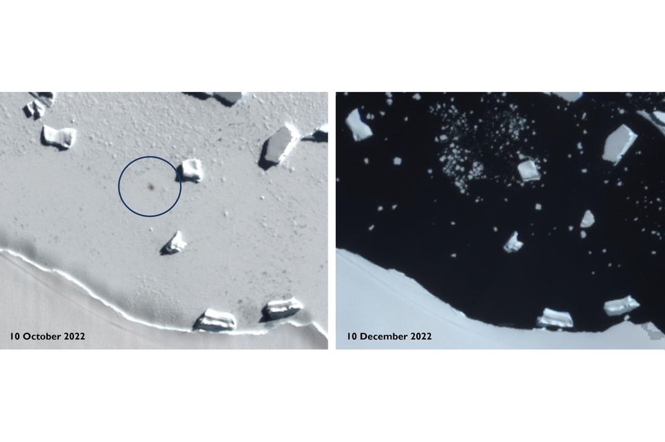 Antarktis: Satellitenbilder zeigen Smyley Island am 10. Oktober 2022 (l) und am 10. Dezember 2022. Der Kreis markiert den Standort einer Kaiserpinguin-Kolonie