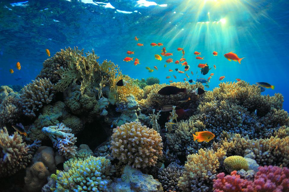 Oasen der Ozeane: Korallenriffe bieten Lebensraum für Tausende Arten