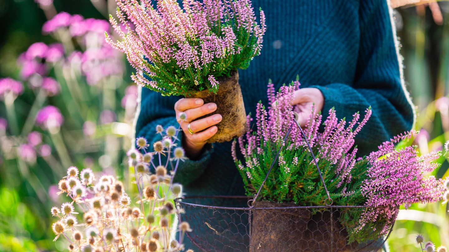 Herbstblumen