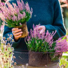 Herbstblumen