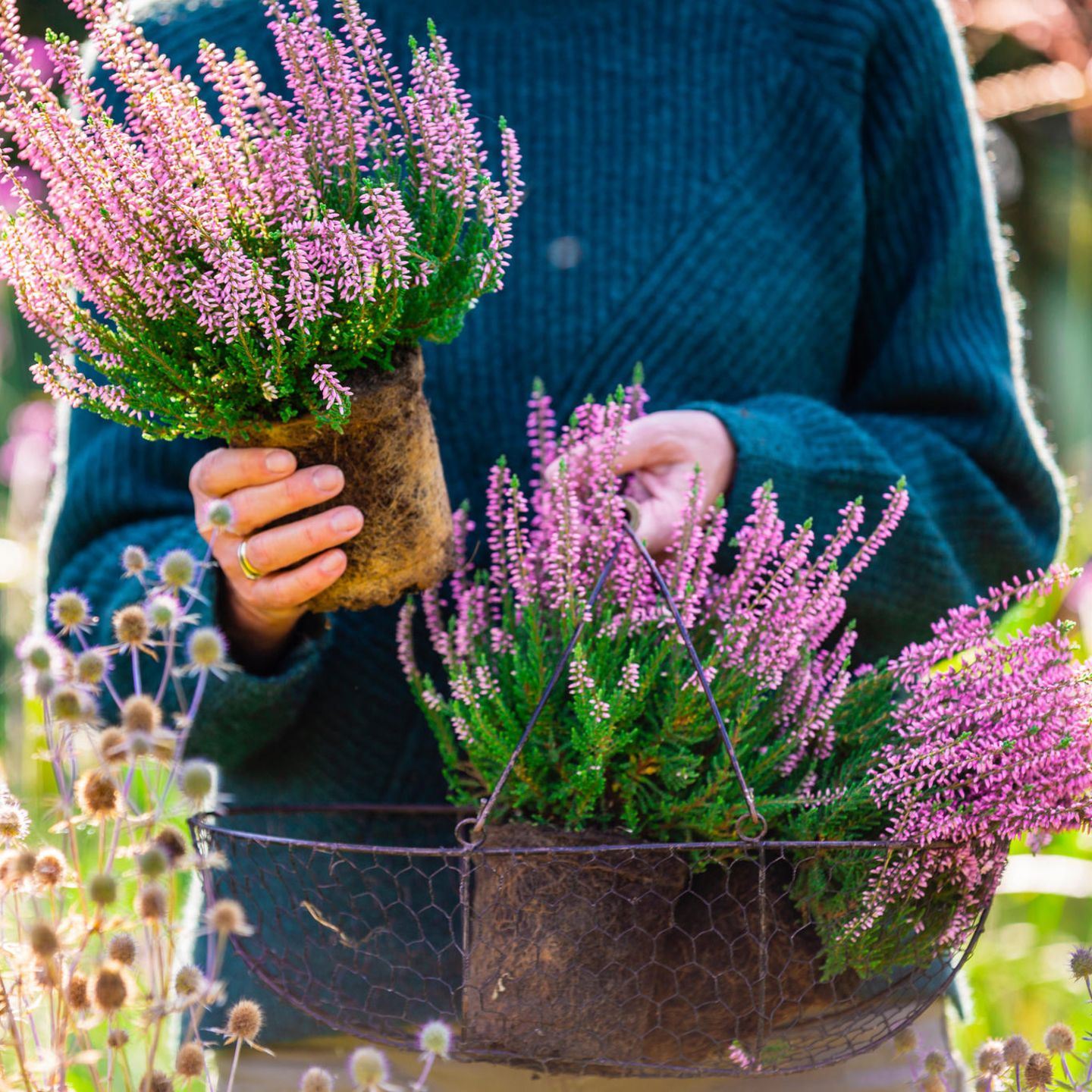 6 Herbstblumen, die jetzt in die Erde können
