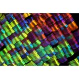 Strahlend schillernde Schuppen