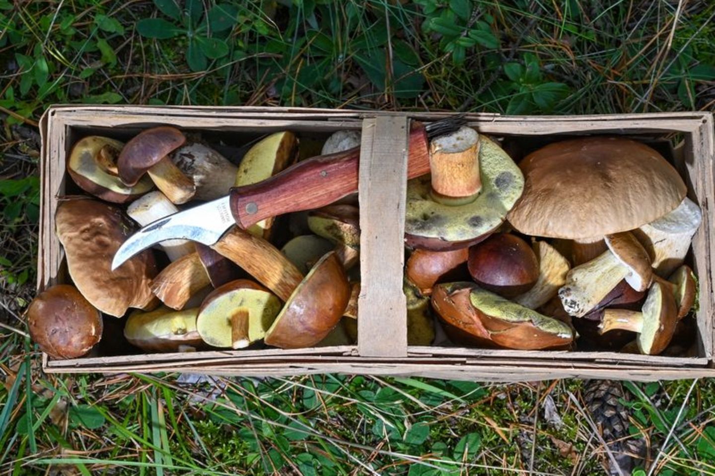 Der Korb eines Pilzsammlers. Foto: Patrick Pleul/dpa-Zentralbild/dpa