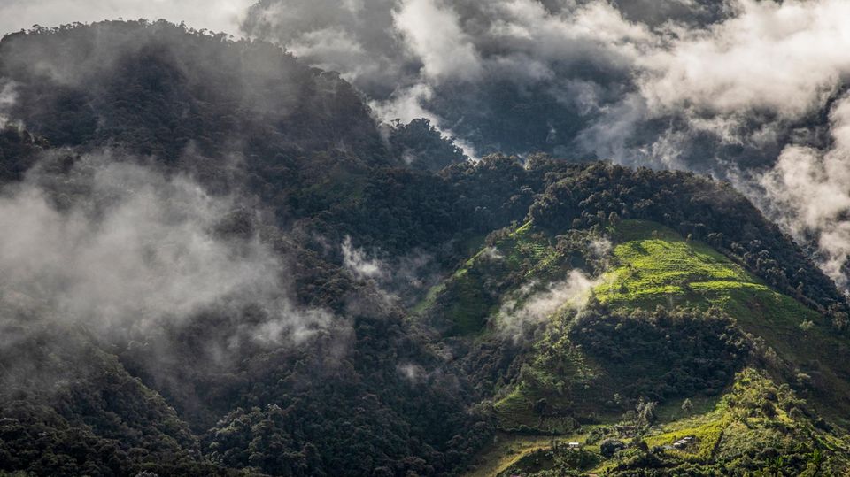 Ecuador: Carlos Zorrilla lebt abgeschieden im Regenwald von Ecuador. In der Erde hier lagern große Vorkommen von Kupfer, Gold und anderen Metallen Carlos Zorrilla lebt abgeschieden im Regenwald von Ecuador. In der Erde hier lagern große Vorkommen von Kupfer, Gold und anderen Metallen