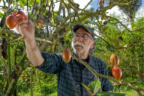 Carlos Zorrilla erntet Baumtomaten in seinem tropischen Garten. Der Umweltschützer versorgt sich weitgehend selbst