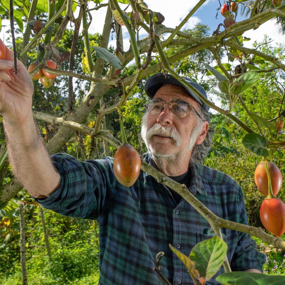 Carlos Zorrilla erntet Baumtomaten in seinem tropischen Garten. Der Umweltschützer versorgt sich weitgehend selbst