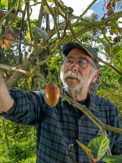 Carlos Zorrilla erntet Baumtomaten in seinem tropischen Garten. Der Umweltschützer versorgt sich weitgehend selbst