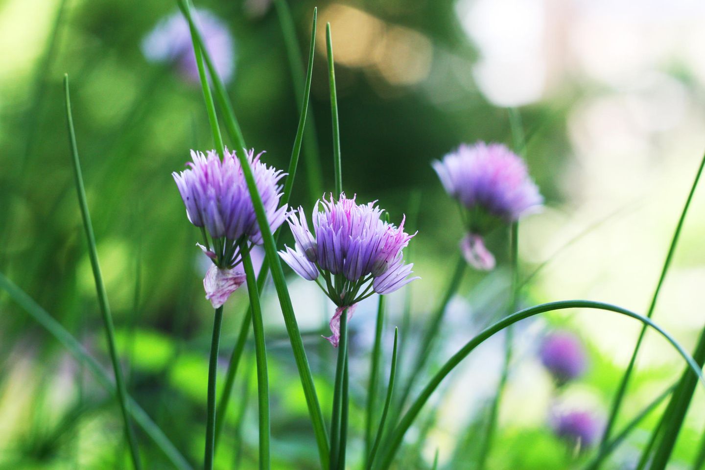 Herbstsaat im Kräuterbeet: Schnittlauch