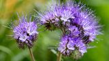Phacelia blüht noch im gleichen Jahr