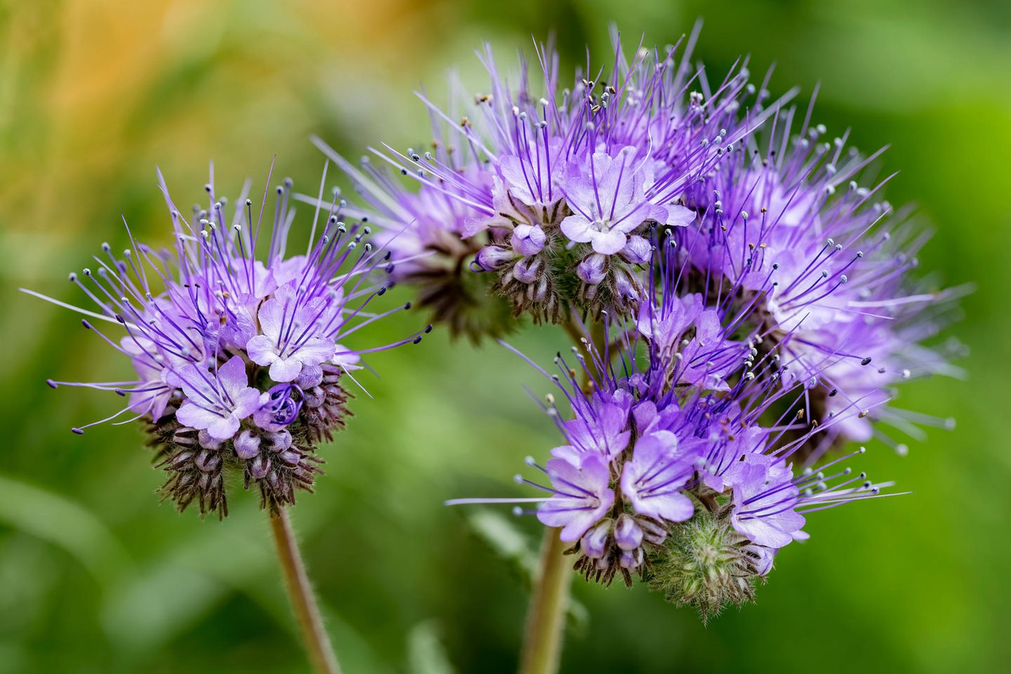 Phacelia blüht noch im gleichen Jahr