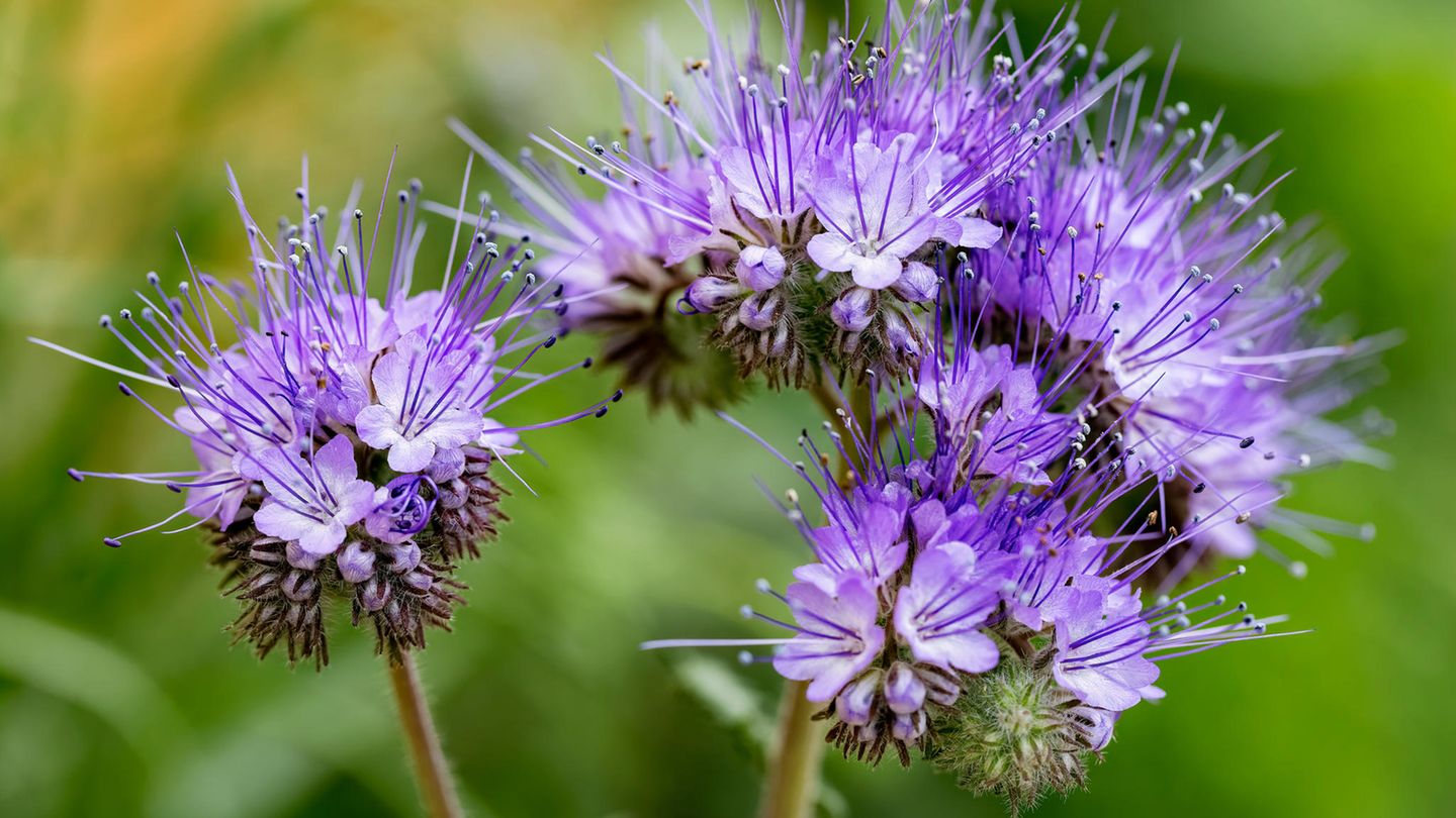 Phacelia blüht noch im gleichen Jahr