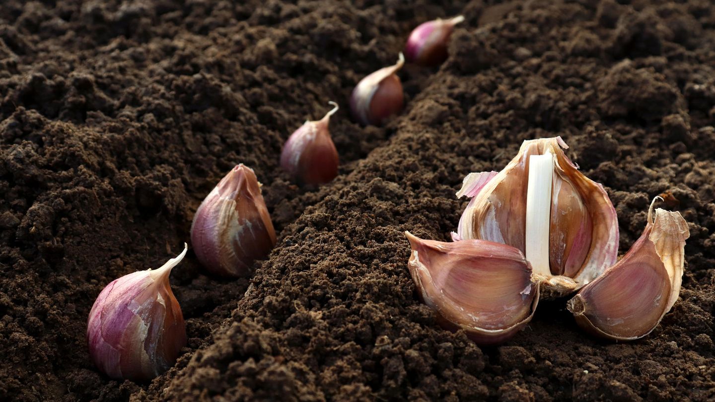 Hinterlässt eine Fahne, ist aber sehr gesund: Knoblauch
