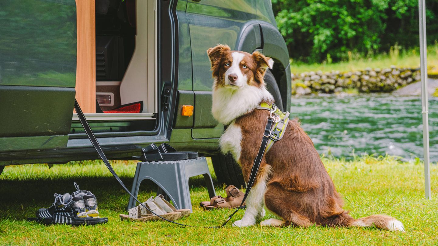 Reisen mit Hund