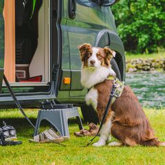 Reisen mit Hund