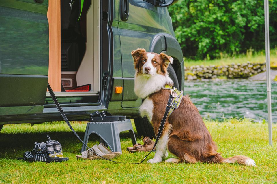 Reisen mit Hund 1.5004
