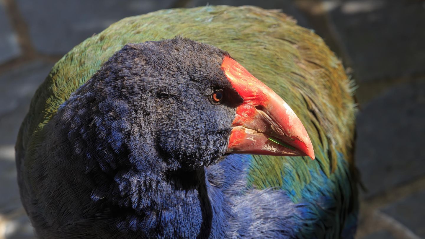 Mit ihrem kräftigen Schnabel können Südinsel-Takahes auch Pflanzenteile aus der Erde graben