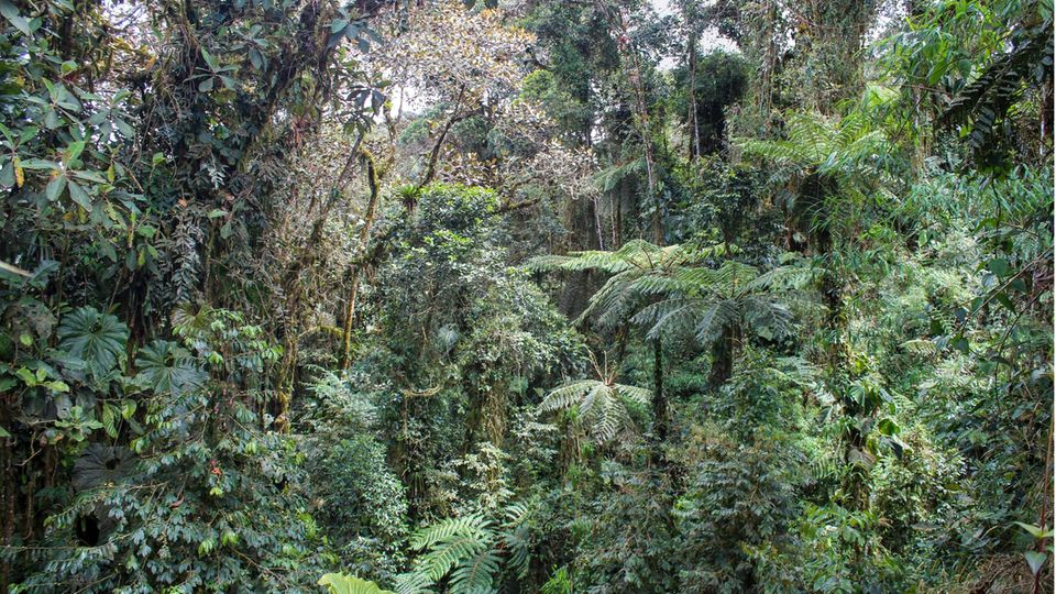 Rohstoffe: Was auf dem Spiel steht: Regenwald in Ecuador Was auf dem Spiel steht: Regenwald in Ecuador