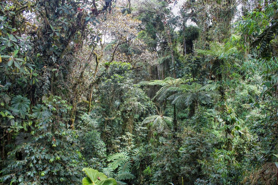 Was auf dem Spiel steht: Regenwald in Ecuador