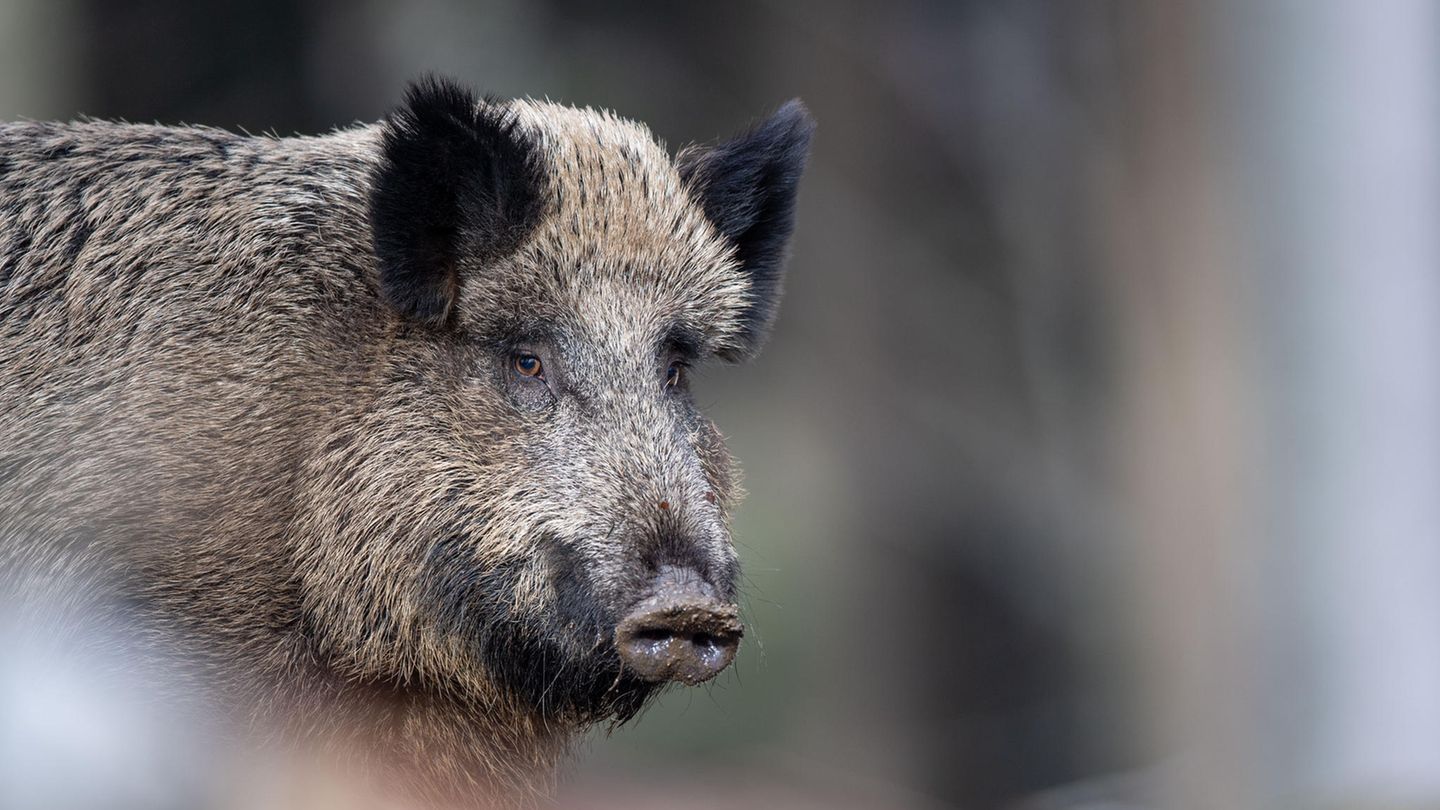 Die teils hohe radioaktive Belastung von Wildschweinen vor allem in Bayern geht einer Studie zufolge zu einem unerwartet hohen Teil auf Atomwaffenversuche zurück