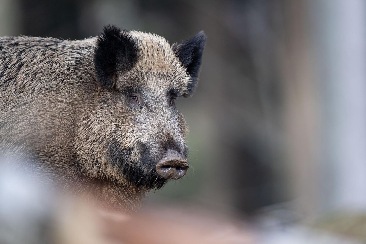 Die teils hohe radioaktive Belastung von Wildschweinen vor allem in Bayern geht einer Studie zufolge zu einem unerwartet hohen Teil auf Atomwaffenversuche zurück