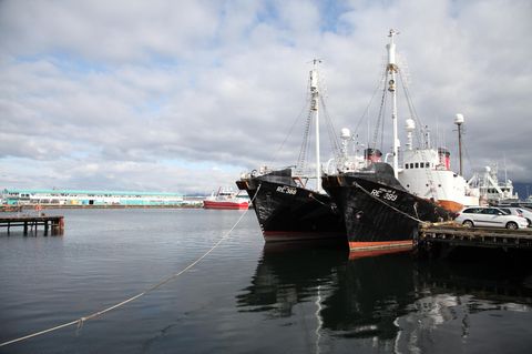 Nach einem mehrwöchigen Stopp des Walfangs auf Island wird die Jagd auf die großen Meeressäuger unter strengen Auflagen wieder zugelassen