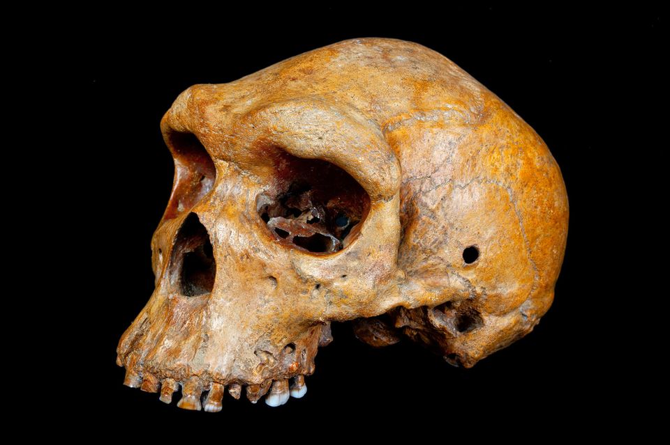 Genanalyse: Die Menschheit wäre vor 900.000 Jahren beinahe ausgestorben