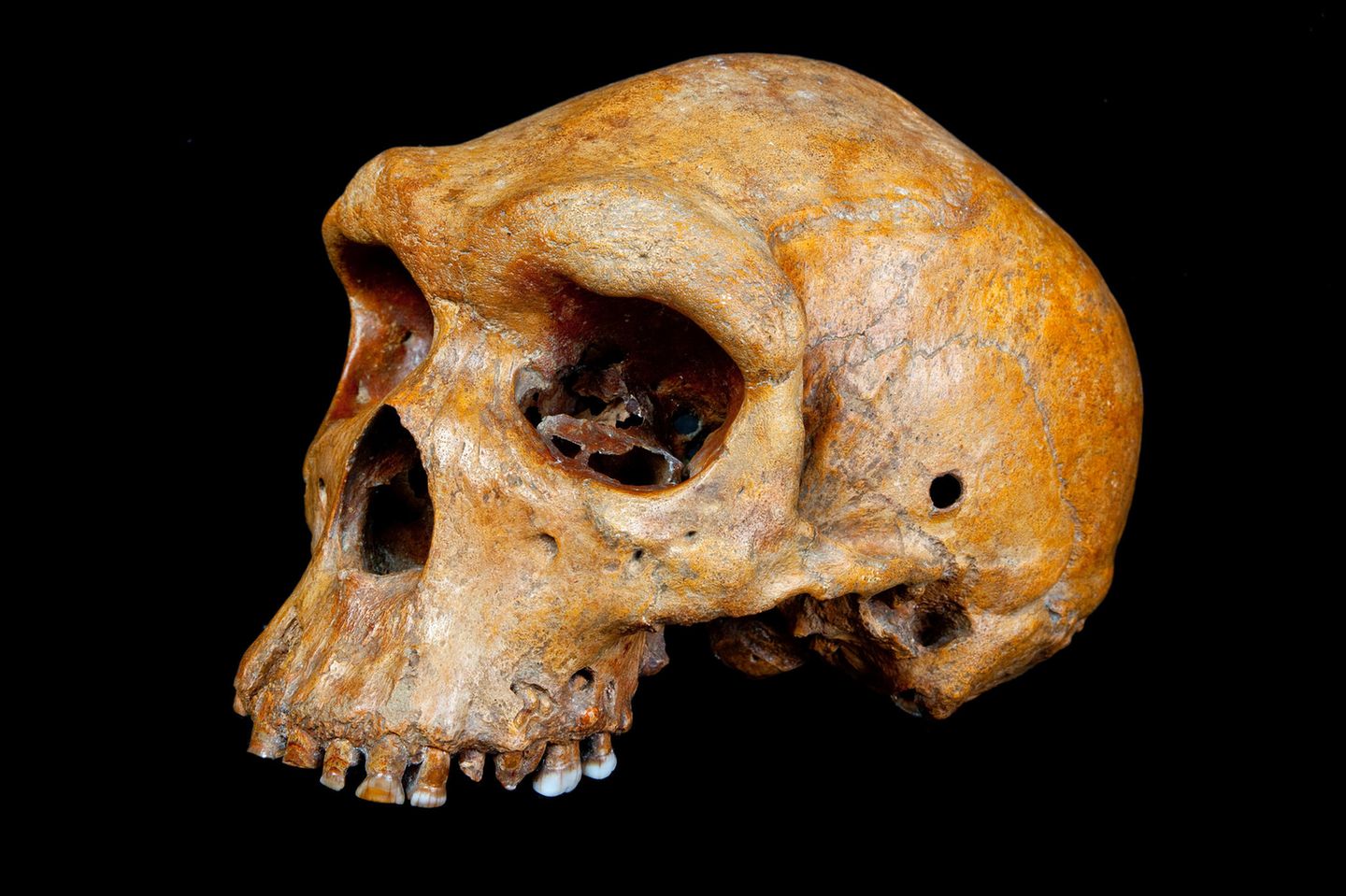 Auch er war vom großen Bevölkerungsschwund betroffen, glaubt ein internationales Forschungsteam: Homo heidelbergensis