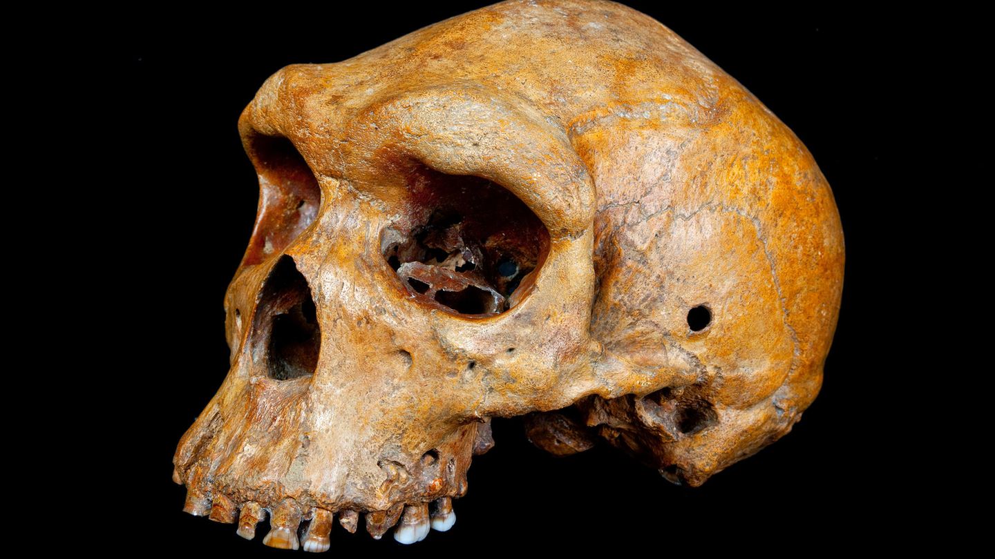 Auch er war vom großen Bevölkerungsschwund betroffen, glaubt ein internationales Forschungsteam: Homo heidelbergensis