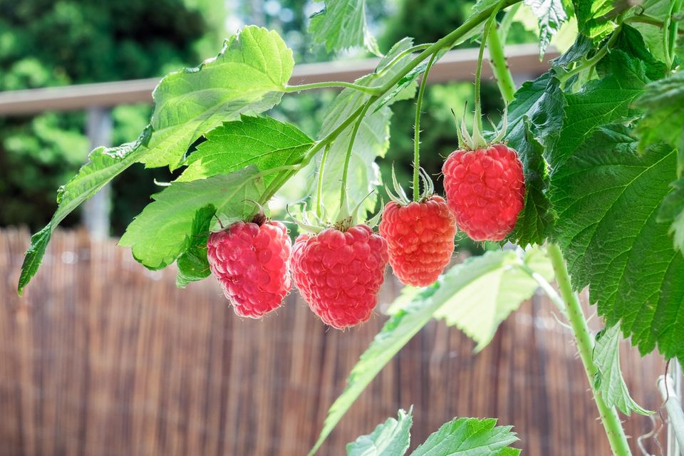 Balkonobst Himbeeren