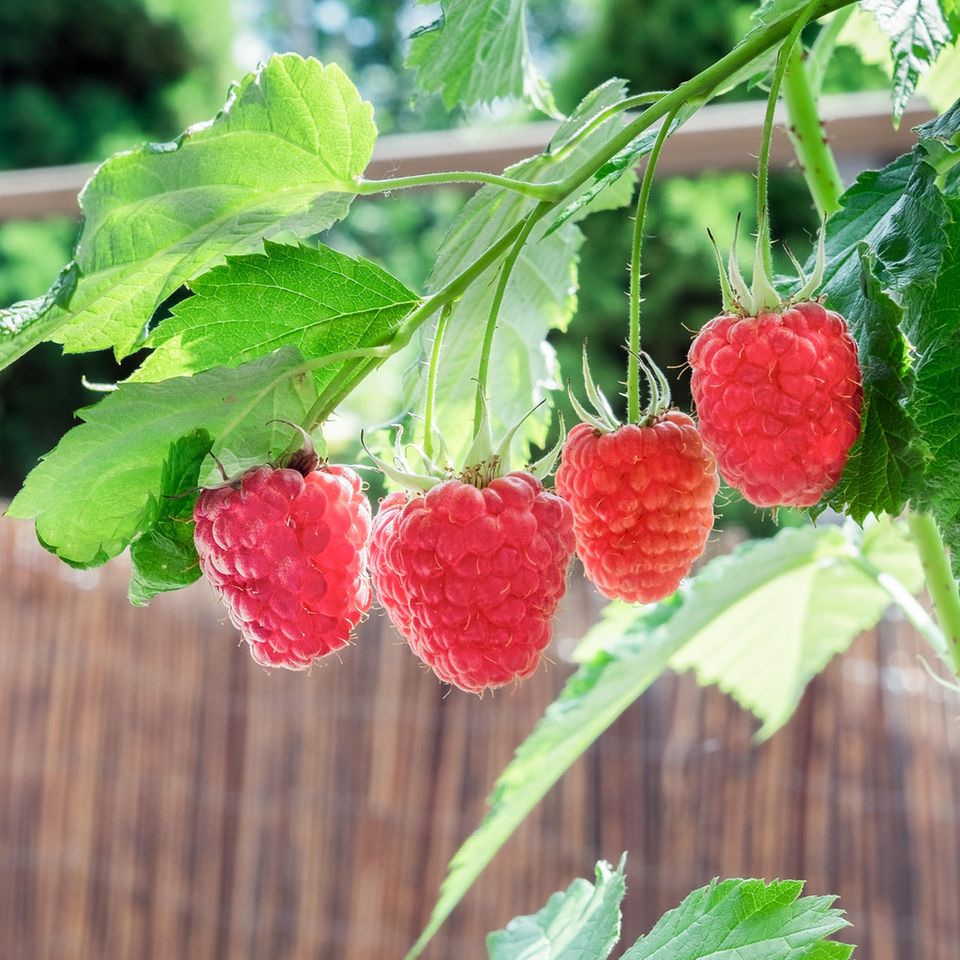 Balkonobst Himbeeren