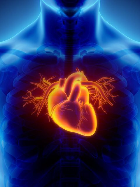 Der Lebensstil, etwa eine herzgesunde Ernährung mit gesunden Fetten und viel Gemüse und Obst, trägt dazu bei, dass Herz und Kreislauf lange gesund bleiben 